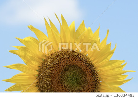元気になる花　ヒマワリ　青空背景 130334483