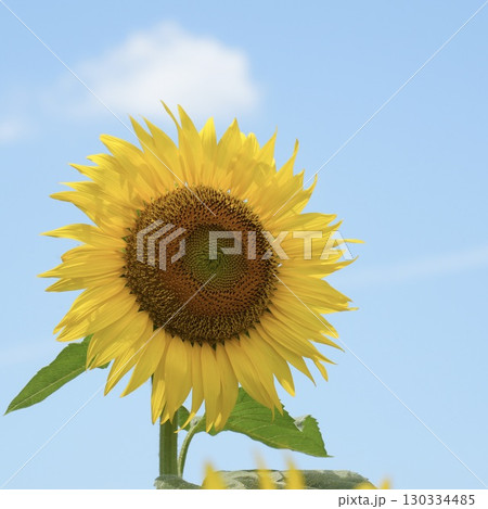 元気になる花　ヒマワリ　青空背景 130334485