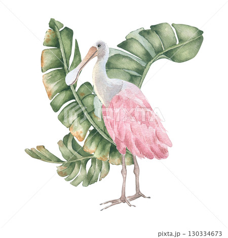 Spoonbill in tropical leaves watercolor in neutral tones isolated. Banana palm foliage and pink exotic bird hand drawn. Jungle plants with big beautiful bird illustration for design Hawaii style. 130334673