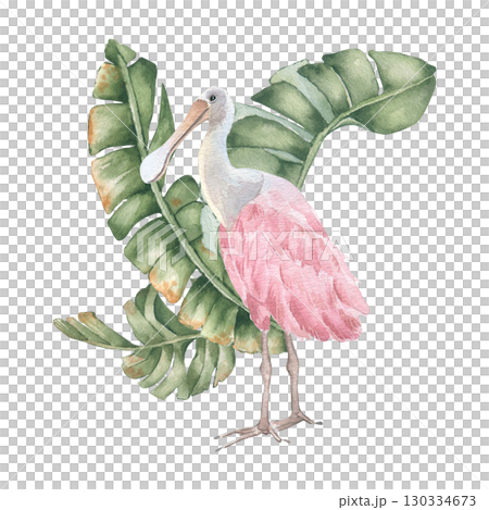 Spoonbill in tropical leaves watercolor in neutral tones isolated. Banana palm foliage and pink exotic bird hand drawn. Jungle plants with big beautiful bird illustration for design Hawaii style. 130334673