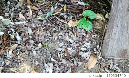 落ち葉の中に芽吹く小さな若葉 落ち葉の中に芽吹く小さな若葉 130334740