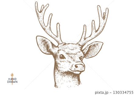 Deer. Hand drawn deer, stag, buck. Vintage retro print, black white deer, stag, buck, sketch ink pencil style drawing, engrave. Sketch artwork silhouette head deer, stag, buck. Vector Illustration Deer. Hand drawn deer, stag, buck. Vintage retro print, black white deer, stag, buck, sketch ink pencil style drawing, engrave. Sketch artwork silhouette head deer, stag, buck. Vector Illustration 130334755