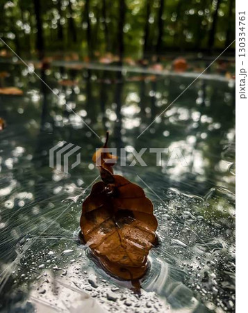 雨に濡れた落ち葉と水面の反射｜山形県朝日町 空気神社 130334761
