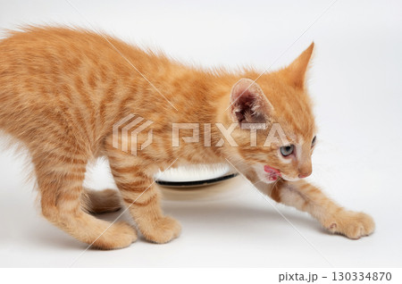 Little kitty after drinking milk Little kitty after drinking milk 130334870