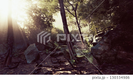 Sun rays cutting through the fog in a tropical forest, illuminating the dense foliage and creating a mystical atmosphere. Sun rays cutting through the fog in a tropical forest, illuminating the dense foliage and creating a mystical atmosphere. 130334986