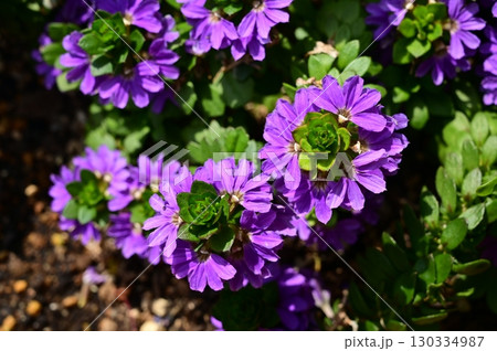 ブルーファンフラワー（クサトベラ科）スカエボラ属 130334987