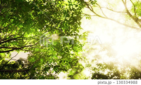 Sun rays illuminate the dense foliage of a tropical forest, creating a mesmerizing sight. 130334988