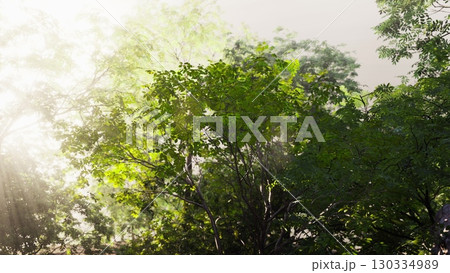 The sun shines through the fog, casting rays of light on the trees in a tropical forest. The sun shines through the fog, casting rays of light on the trees in a tropical forest. 130334989