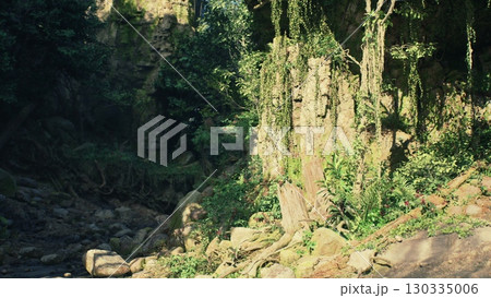 the tranquil beauty of a rocky forest scene bathed in sunlight, highlighting the lush greenery and the textures of the forest floor. the tranquil beauty of a rocky forest scene bathed in sunlight, highlighting the lush greenery and the textures of the forest floor. 130335006