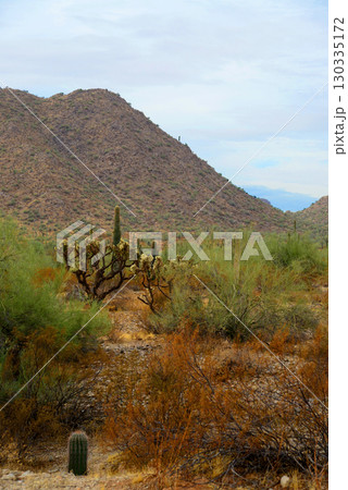 Winter San Tan Mountains Sonoran Desert Arizona Winter San Tan Mountains Sonoran Desert Arizona 130335172