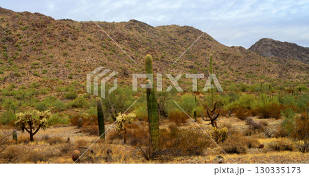 Winter San Tan Mountains Sonoran Desert Arizona Winter San Tan Mountains Sonoran Desert Arizona 130335173