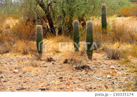 Winter San Tan Mountains Sonoran Desert Arizona Winter San Tan Mountains Sonoran Desert Arizona 130335174