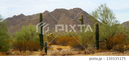 Winter San Tan Mountains Sonoran Desert Arizona 130335175