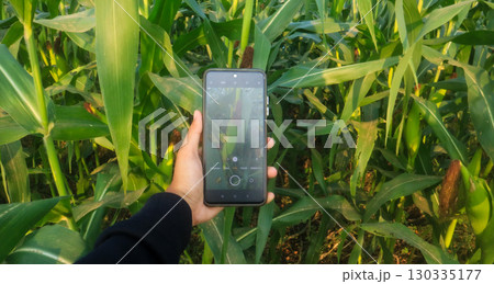 A young farmer using a smartphone to photograph corn in the morning. Modern agriculture, smart farming A young farmer using a smartphone to photograph corn in the morning. Modern agriculture, smart farming 130335177