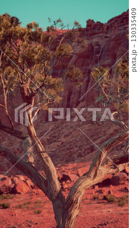 A single tree stands tall amidst the barren landscape of the Nevada desert. 130335409