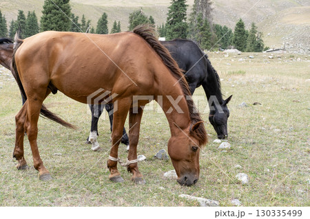 Beautiful horse with mountains in the background Beautiful horse with mountains in the background 130335499