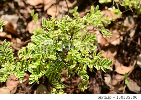 ロニセラ・ニティダ （スイカズラ科）レモンビューティー 130335500