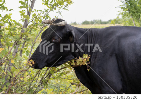 A cow eats grass and tree leaves 130335520