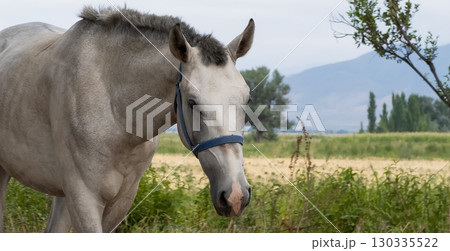 Beautiful horse with mountains in the background Beautiful horse with mountains in the background 130335522