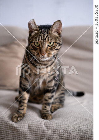 A beautiful cat with a tiger color A beautiful cat with a tiger color 130335530