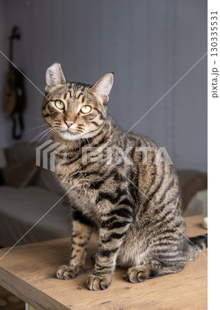 A beautiful cat with a tiger color 130335531