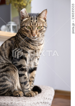 A beautiful cat with a tiger color 130335533