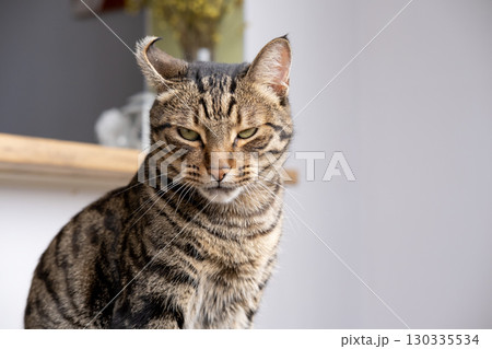 A beautiful cat with a tiger color 130335534