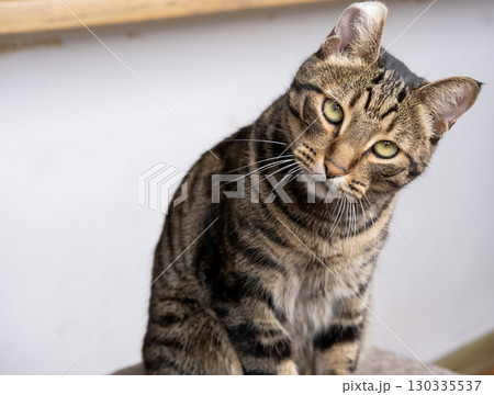 A beautiful cat with a tiger color 130335537