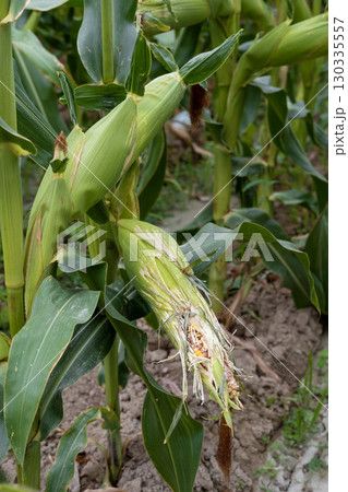 corn fields strewn with corn corn fields strewn with corn 130335557