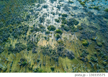 Waterlogged landscape showing dead trees and lush vegetation in an affected area experiencing severe flooding issues Waterlogged landscape showing dead trees and lush vegetation in an affected area experiencing severe flooding issues 130335575