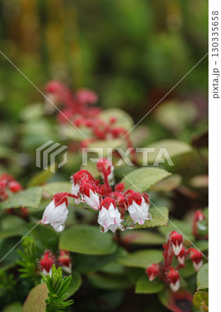 コケモモの花 コケモモの花 130335658