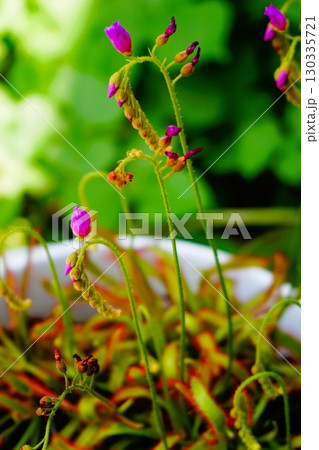 食虫植物　アフリカナガバノモウセンゴケ　モウセンゴケ　ナガバノモウセンゴケ　 130335721