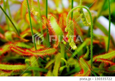 食虫植物 アフリカナガバノモウセンゴケ モウセンゴケ ナガバノモウセンゴケ 食虫植物 アフリカナガバノモウセンゴケ モウセンゴケ ナガバノモウセンゴケ 130335722