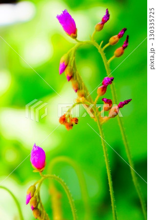 食虫植物 アフリカナガバノモウセンゴケ モウセンゴケ ナガバノモウセンゴケ  食虫植物 アフリカナガバノモウセンゴケ モウセンゴケ ナガバノモウセンゴケ  130335725