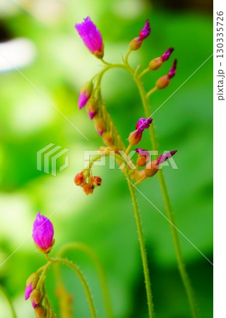 食虫植物 アフリカナガバノモウセンゴケ モウセンゴケ ナガバノモウセンゴケ 食虫植物 アフリカナガバノモウセンゴケ モウセンゴケ ナガバノモウセンゴケ 130335726