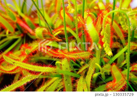 食虫植物　アフリカナガバノモウセンゴケ　モウセンゴケ　ナガバノモウセンゴケ　 130335729