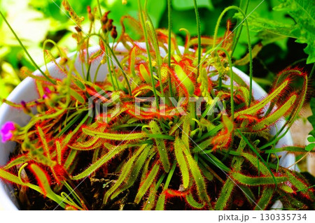 食虫植物 アフリカナガバノモウセンゴケ モウセンゴケ ナガバノモウセンゴケ  食虫植物 アフリカナガバノモウセンゴケ モウセンゴケ ナガバノモウセンゴケ  130335734