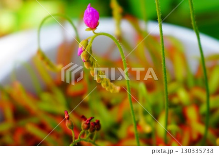 食虫植物 アフリカナガバノモウセンゴケ モウセンゴケ ナガバノモウセンゴケ 食虫植物 アフリカナガバノモウセンゴケ モウセンゴケ ナガバノモウセンゴケ 130335738