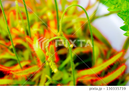 食虫植物　アフリカナガバノモウセンゴケ　モウセンゴケ　ナガバノモウセンゴケ　 130335739
