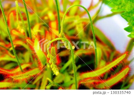 食虫植物　アフリカナガバノモウセンゴケ　モウセンゴケ　ナガバノモウセンゴケ　 130335740