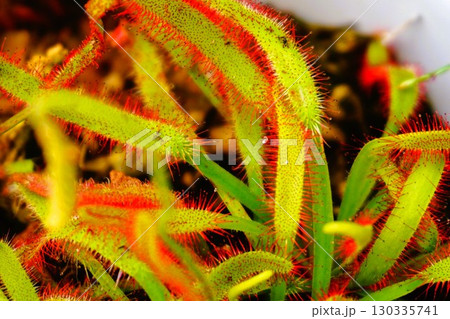 食虫植物　アフリカナガバノモウセンゴケ　モウセンゴケ　ナガバノモウセンゴケ　 130335741