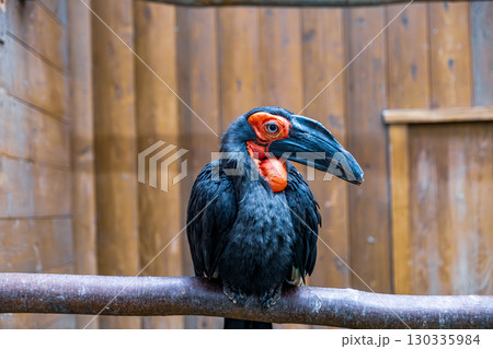 【#動物園】ミナミジサイチョウ 【#動物園】ミナミジサイチョウ 130335984