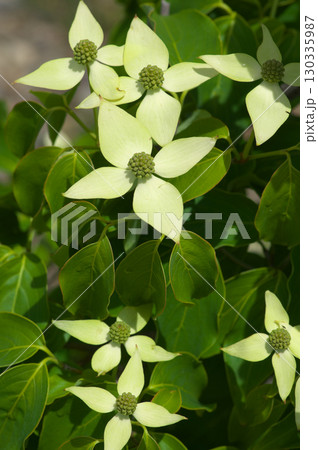 花をつけたヤマボウシ 花をつけたヤマボウシ 130335987