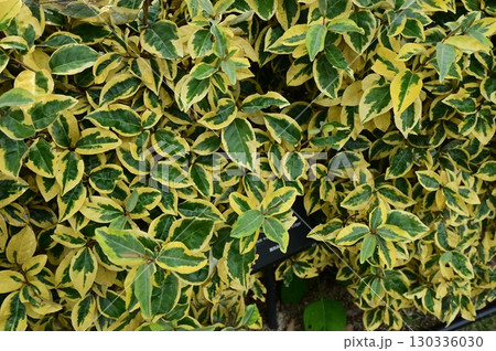 エラエアグヌス　ギルト・エッジ（グミ科）常緑低木 130336030