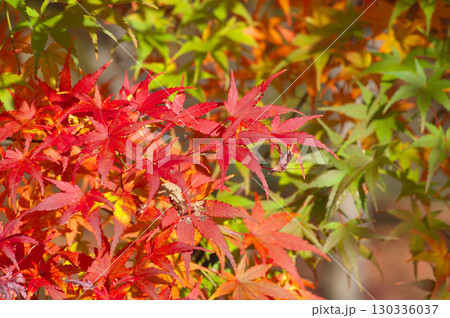 晩秋の陽射を浴びるモミジの葉 130336037