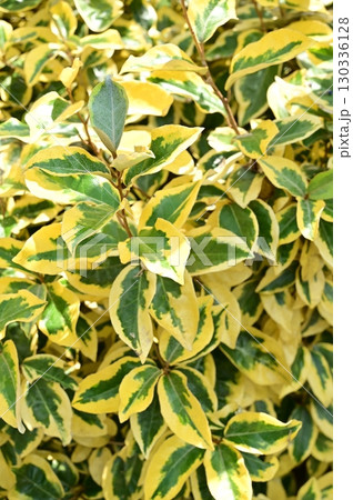 エラエアグヌス ギルト・エッジ(グミ科)常緑低木 エラエアグヌス ギルト・エッジ(グミ科)常緑低木 130336128