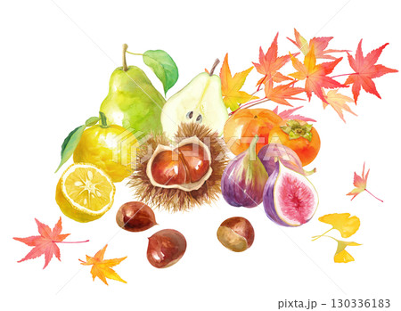 紅葉を背景にした秋冬のフルーツの集合。栗、柿、イチジク、洋梨、柚子の水彩イラスト。 紅葉を背景にした秋冬のフルーツの集合。栗、柿、イチジク、洋梨、柚子の水彩イラスト。 130336183