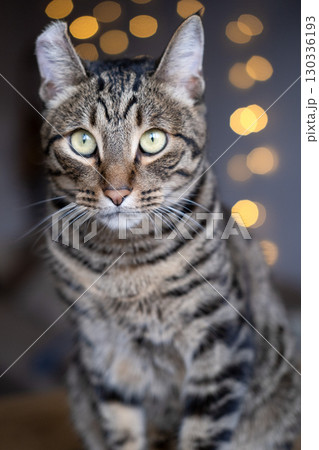 A beautiful cat with a tiger color 130336193