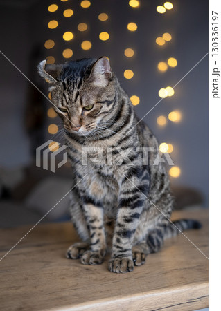 A beautiful cat with a tiger color A beautiful cat with a tiger color 130336197