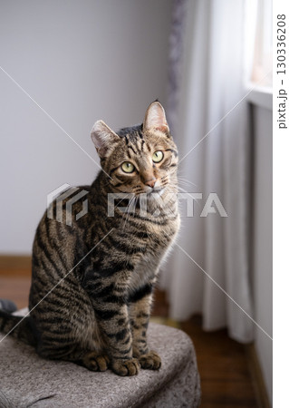 A beautiful cat with a tiger color A beautiful cat with a tiger color 130336208